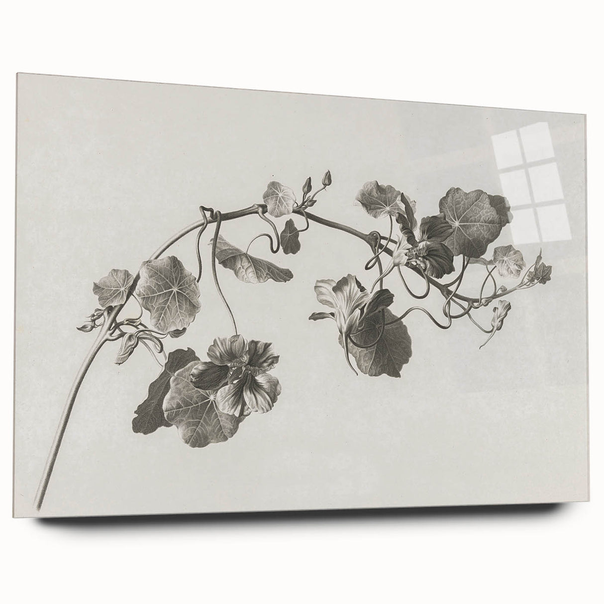 Black and White Botanical Art Prints: Elegant Nasturtium Wall Art