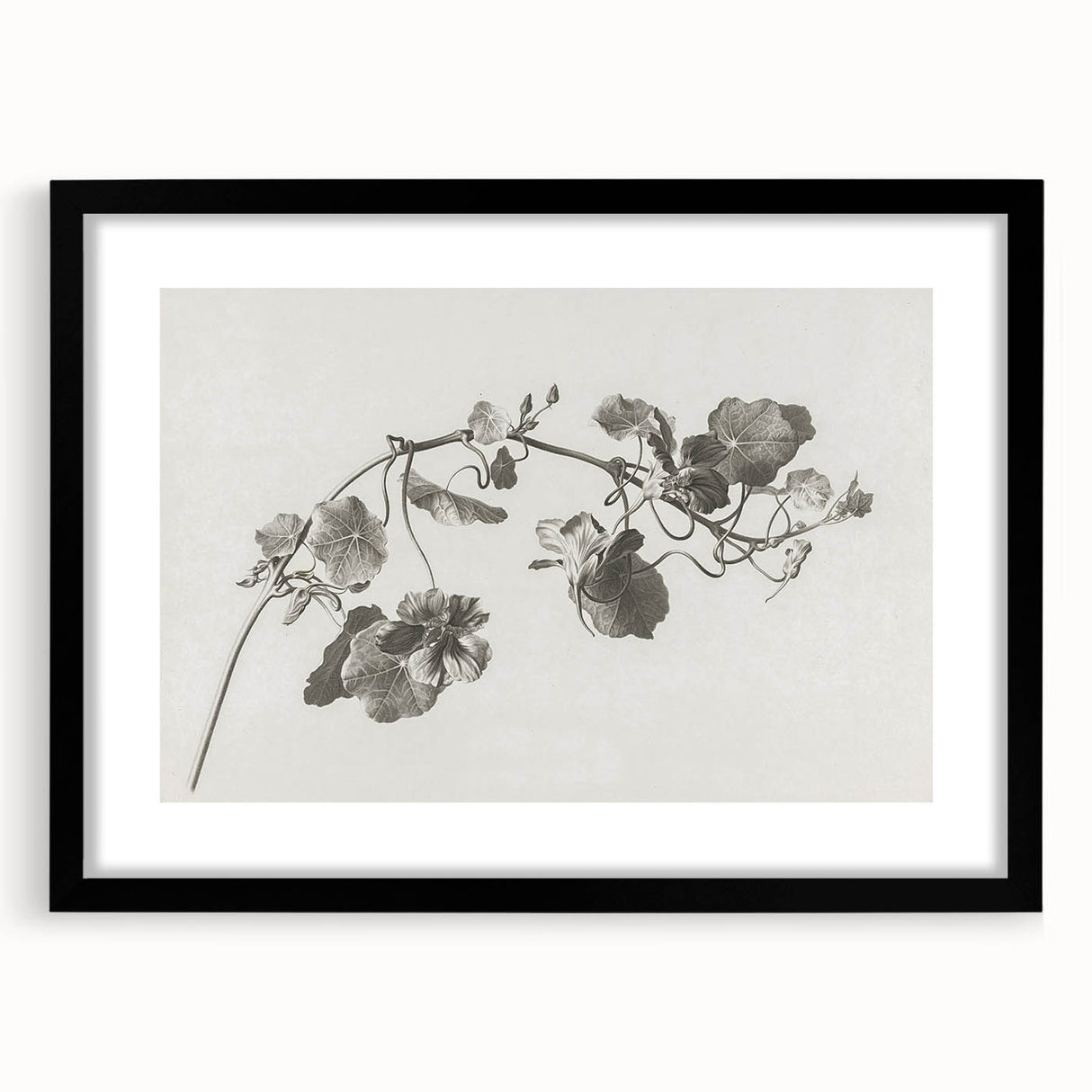 Black and White Botanical Art Prints: Elegant Nasturtium Wall Art
