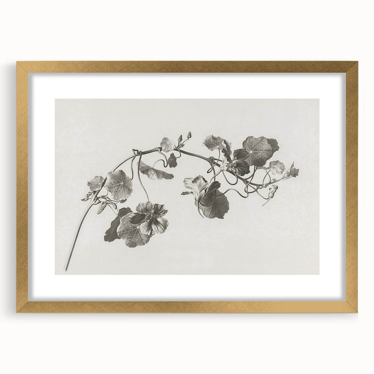 Black and White Botanical Art Prints: Elegant Nasturtium Wall Art