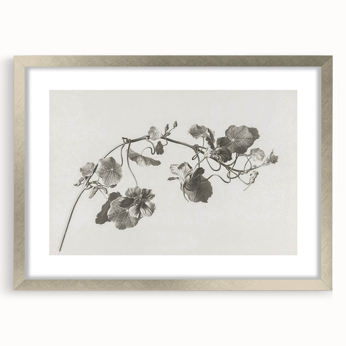 Black and White Botanical Art Prints: Elegant Nasturtium Wall Art