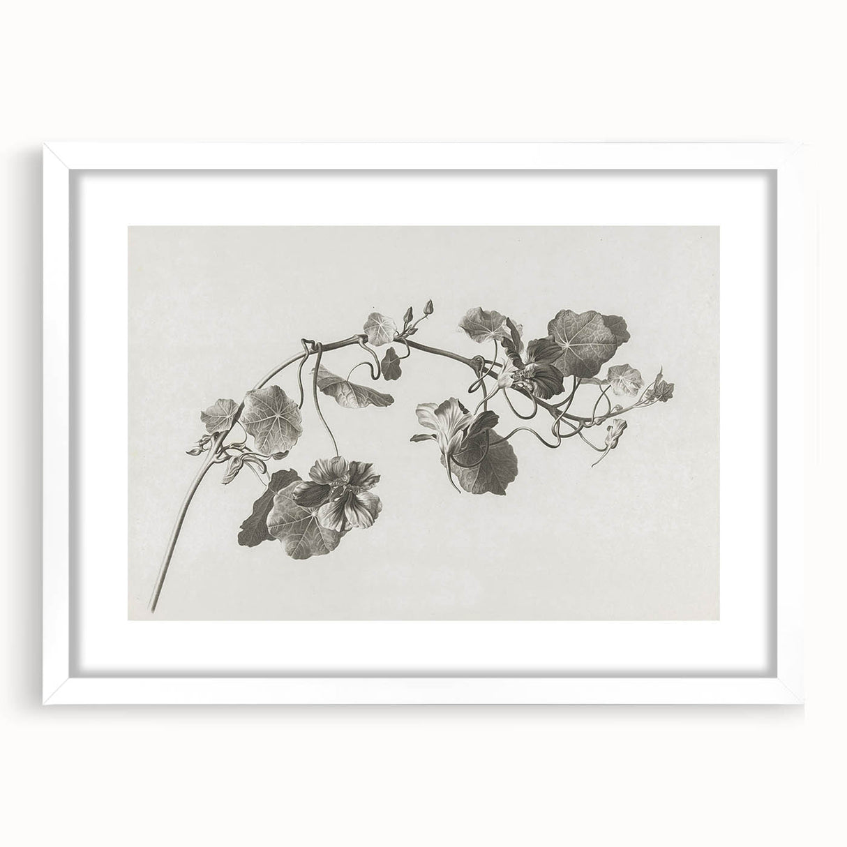 Black and White Botanical Art Prints: Elegant Nasturtium Wall Art