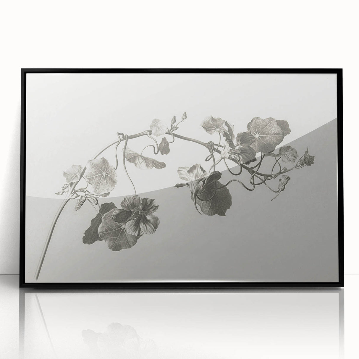 Black and White Botanical Art Prints: Elegant Nasturtium Wall Art