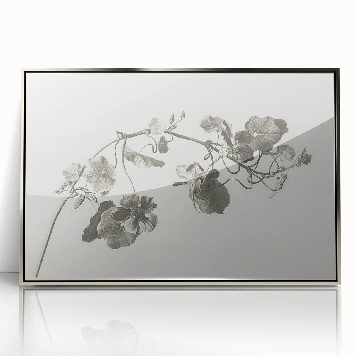 Black and White Botanical Art Prints: Elegant Nasturtium Wall Art