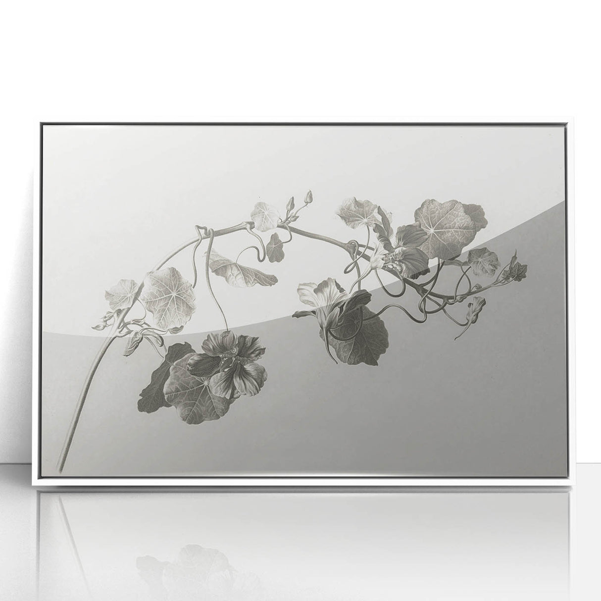 Black and White Botanical Art Prints: Elegant Nasturtium Wall Art
