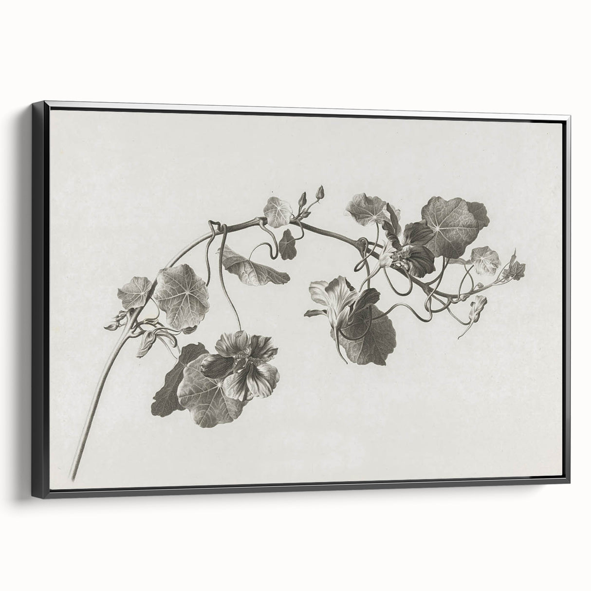 Black and White Botanical Art Prints: Elegant Nasturtium Wall Art