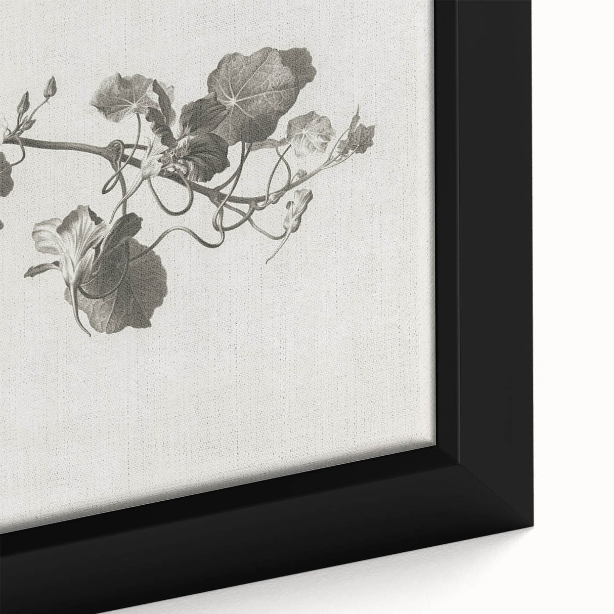 Black and White Botanical Art Prints: Elegant Nasturtium Wall Art