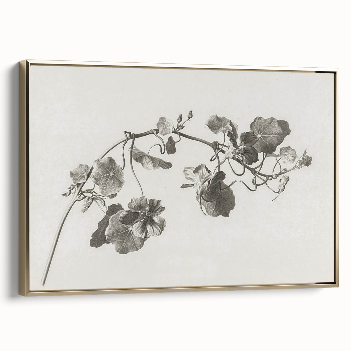 Black and White Botanical Art Prints: Elegant Nasturtium Wall Art