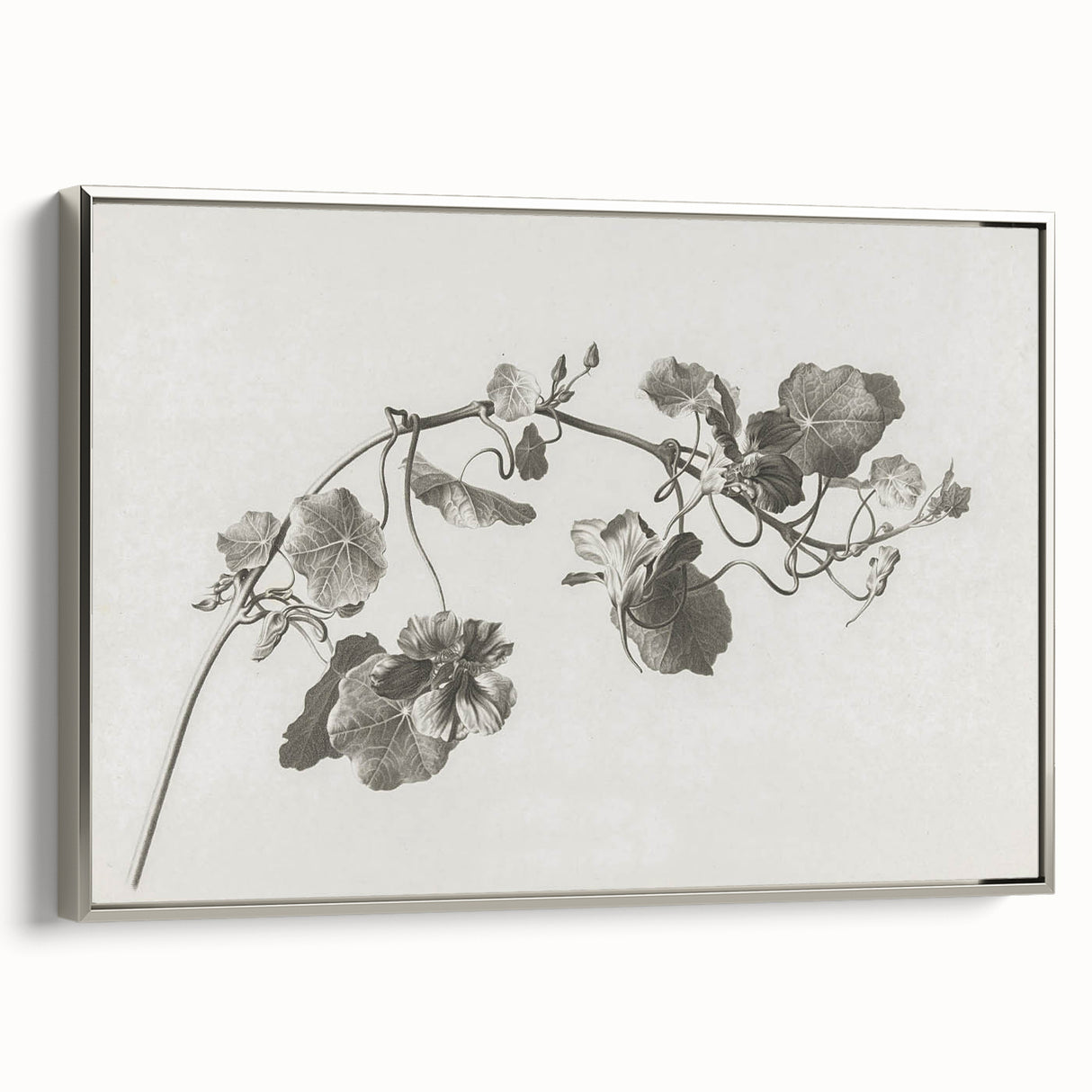 Black and White Botanical Art Prints: Elegant Nasturtium Wall Art