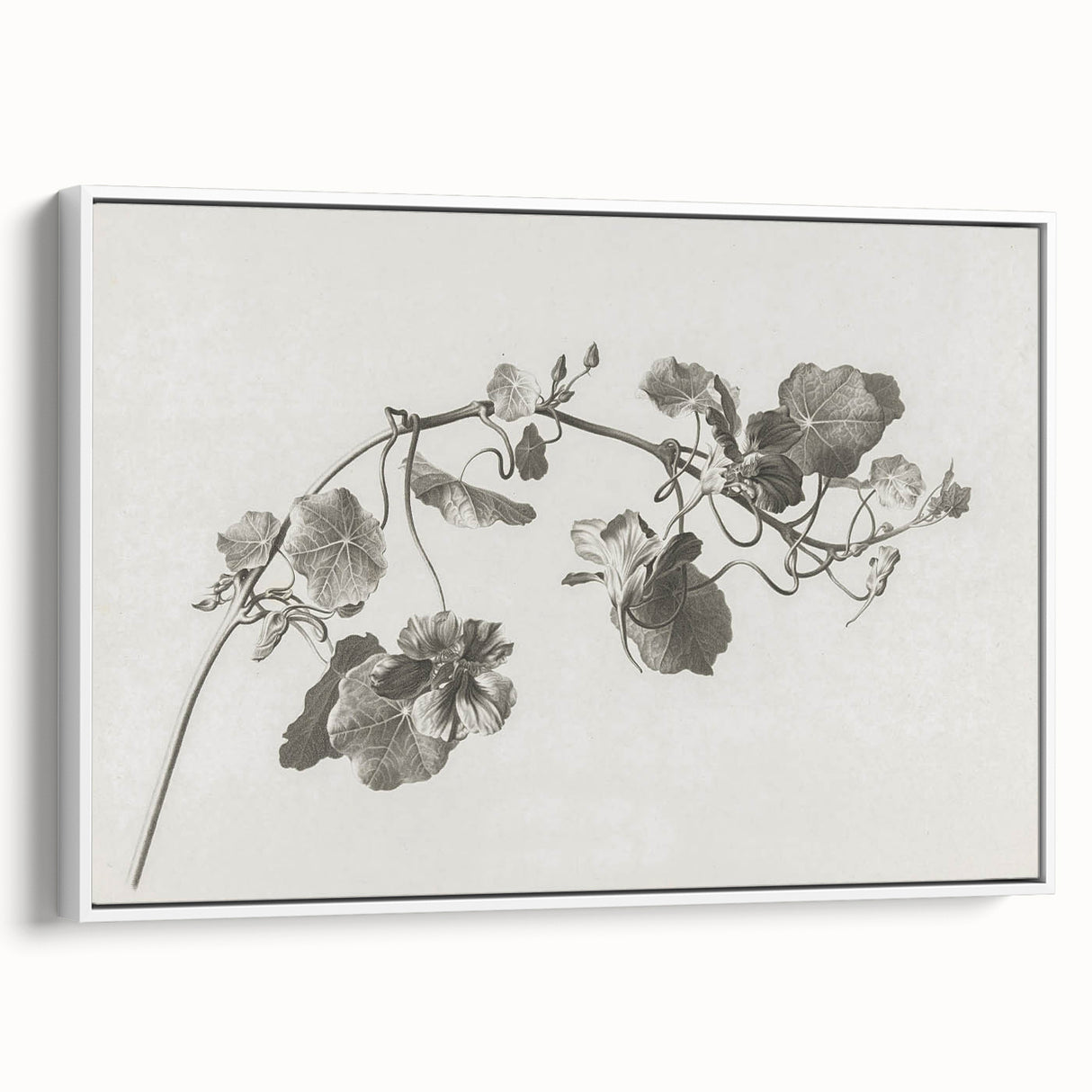 Black and White Botanical Art Prints: Elegant Nasturtium Wall Art