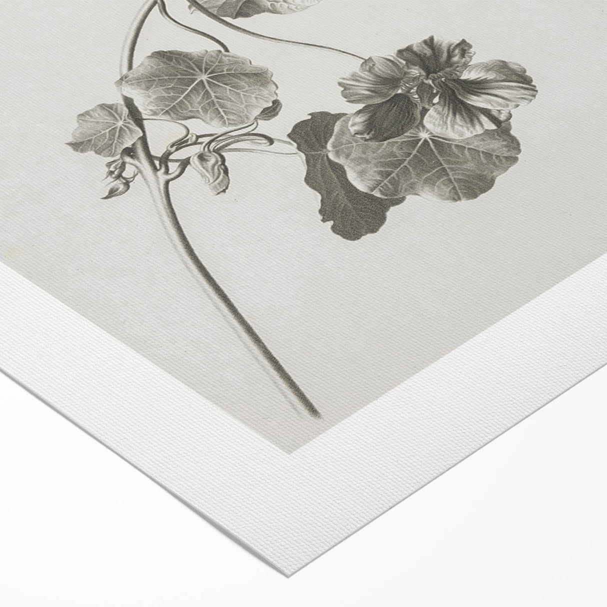 Black and White Botanical Art Prints: Elegant Nasturtium Wall Art