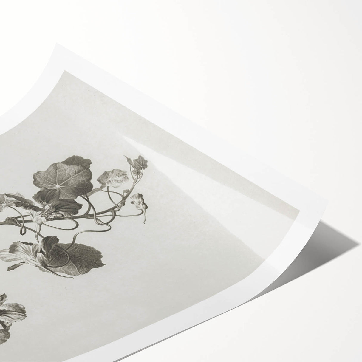 Black and White Botanical Art Prints: Elegant Nasturtium Wall Art
