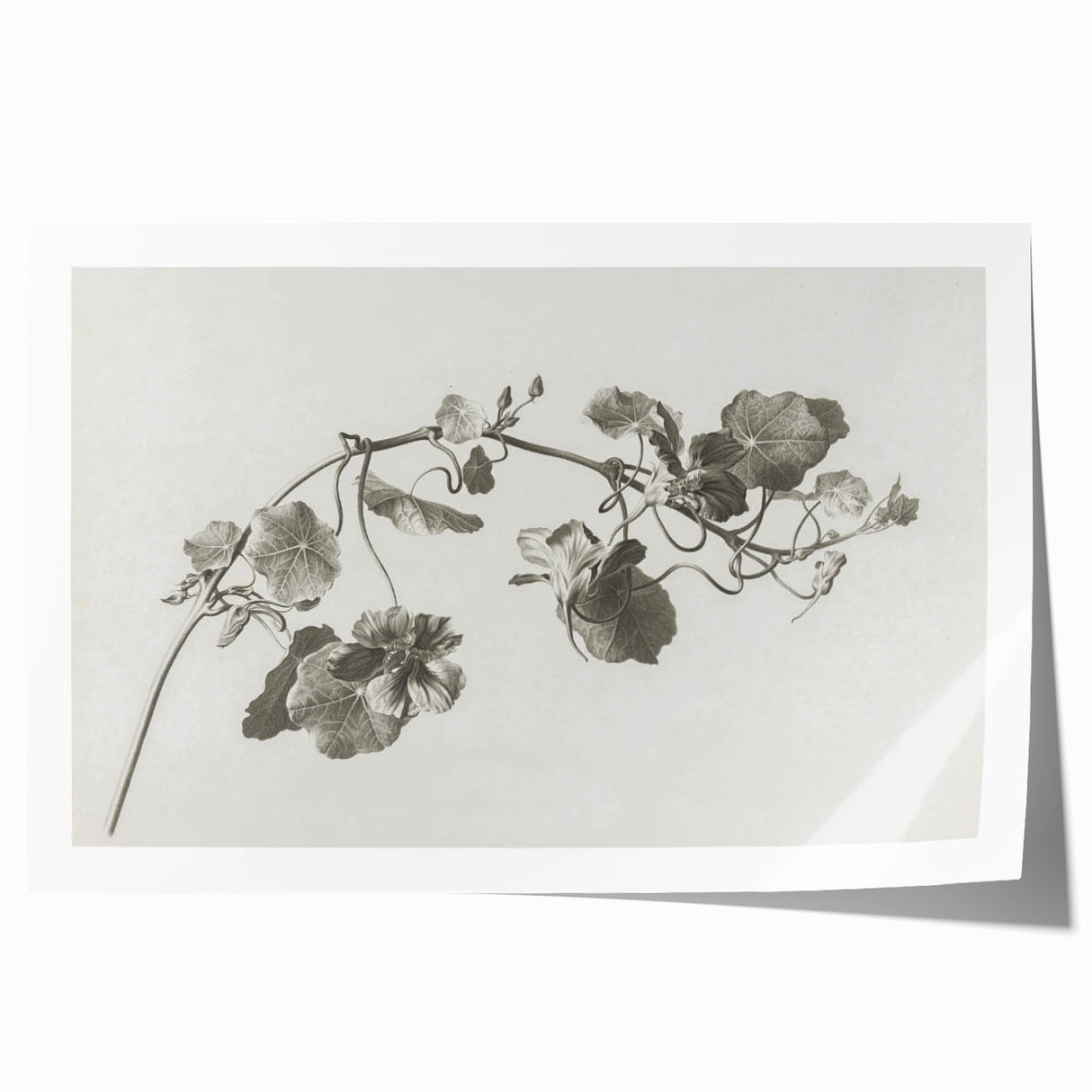 Black and White Botanical Art Prints: Elegant Nasturtium Wall Art