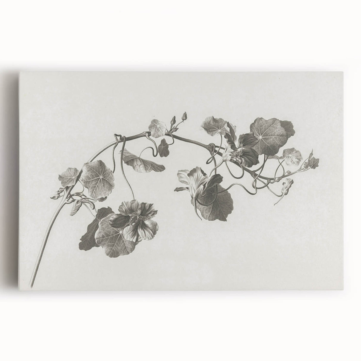 Black and White Botanical Art Prints: Elegant Nasturtium Wall Art