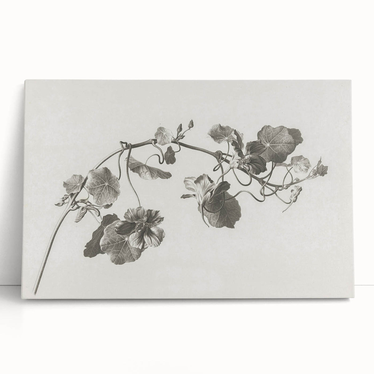 Black and White Botanical Art Prints: Elegant Nasturtium Wall Art