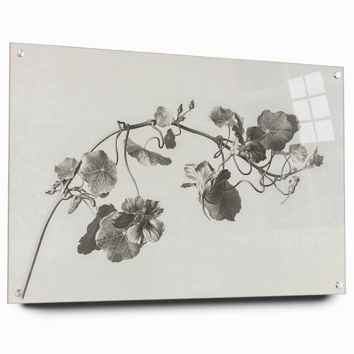 Black and White Botanical Art Prints: Elegant Nasturtium Wall Art