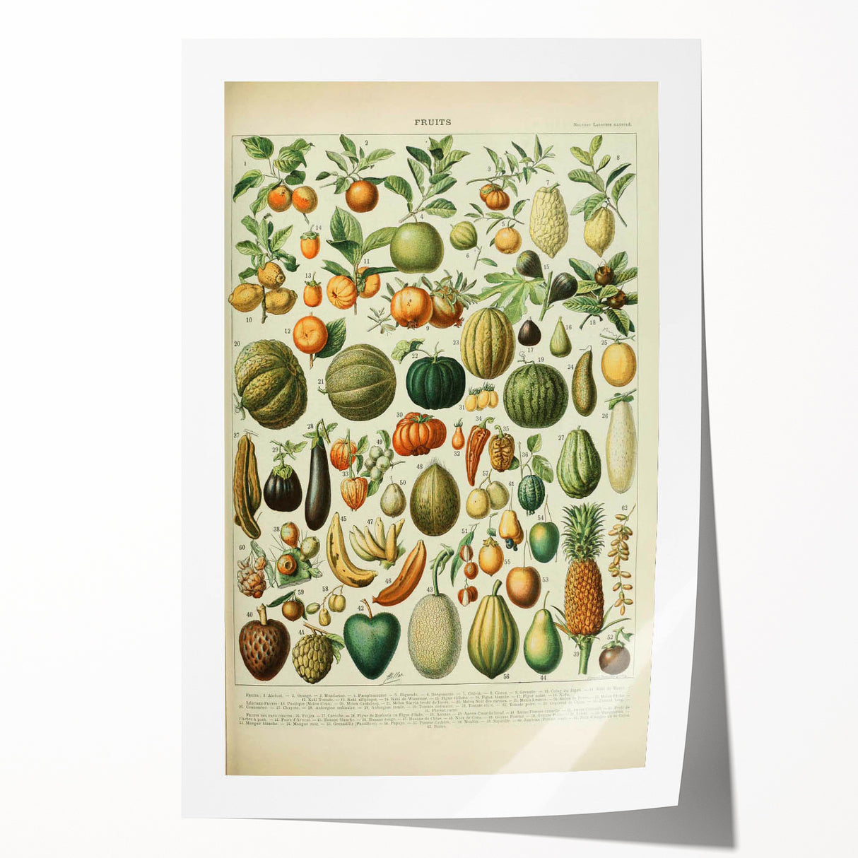 Vintage Botanical Art Prints: Fresh Fruit Illustration Wall Art