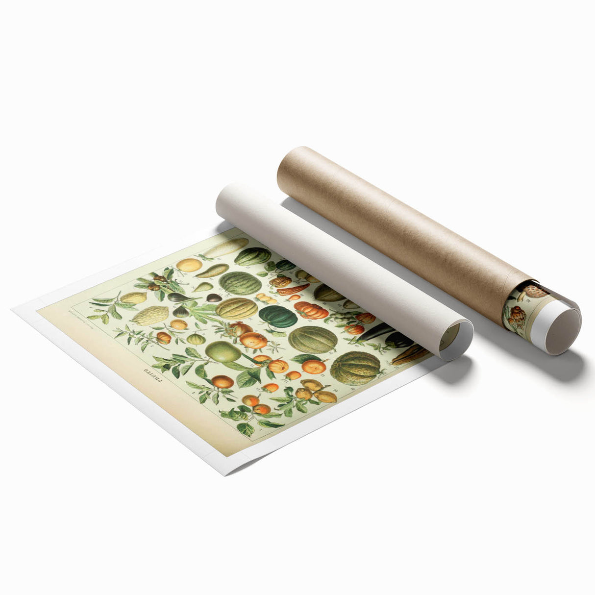 Vintage Botanical Art Prints: Fresh Fruit Illustration Wall Art