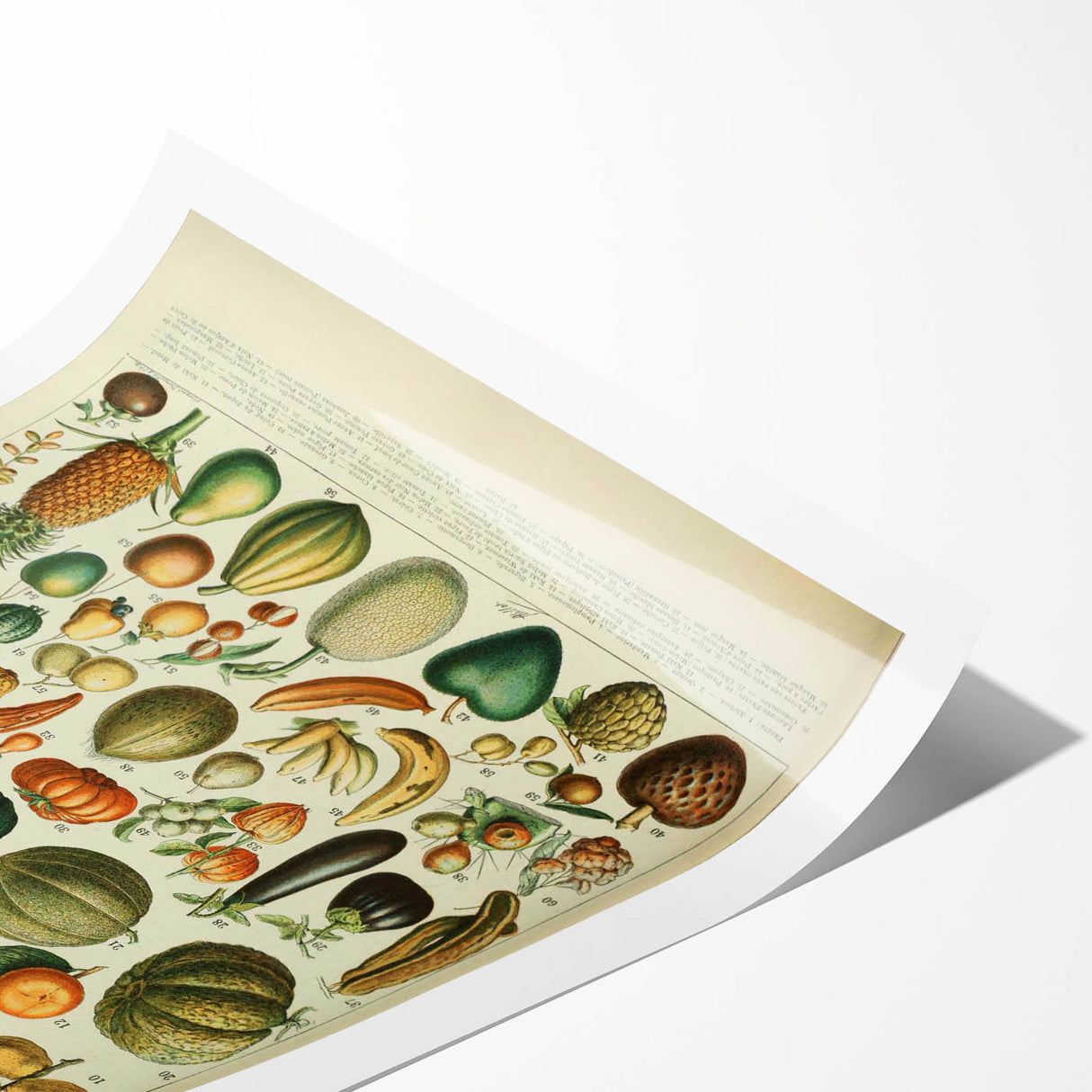 Vintage Botanical Art Prints: Fresh Fruit Illustration Wall Art