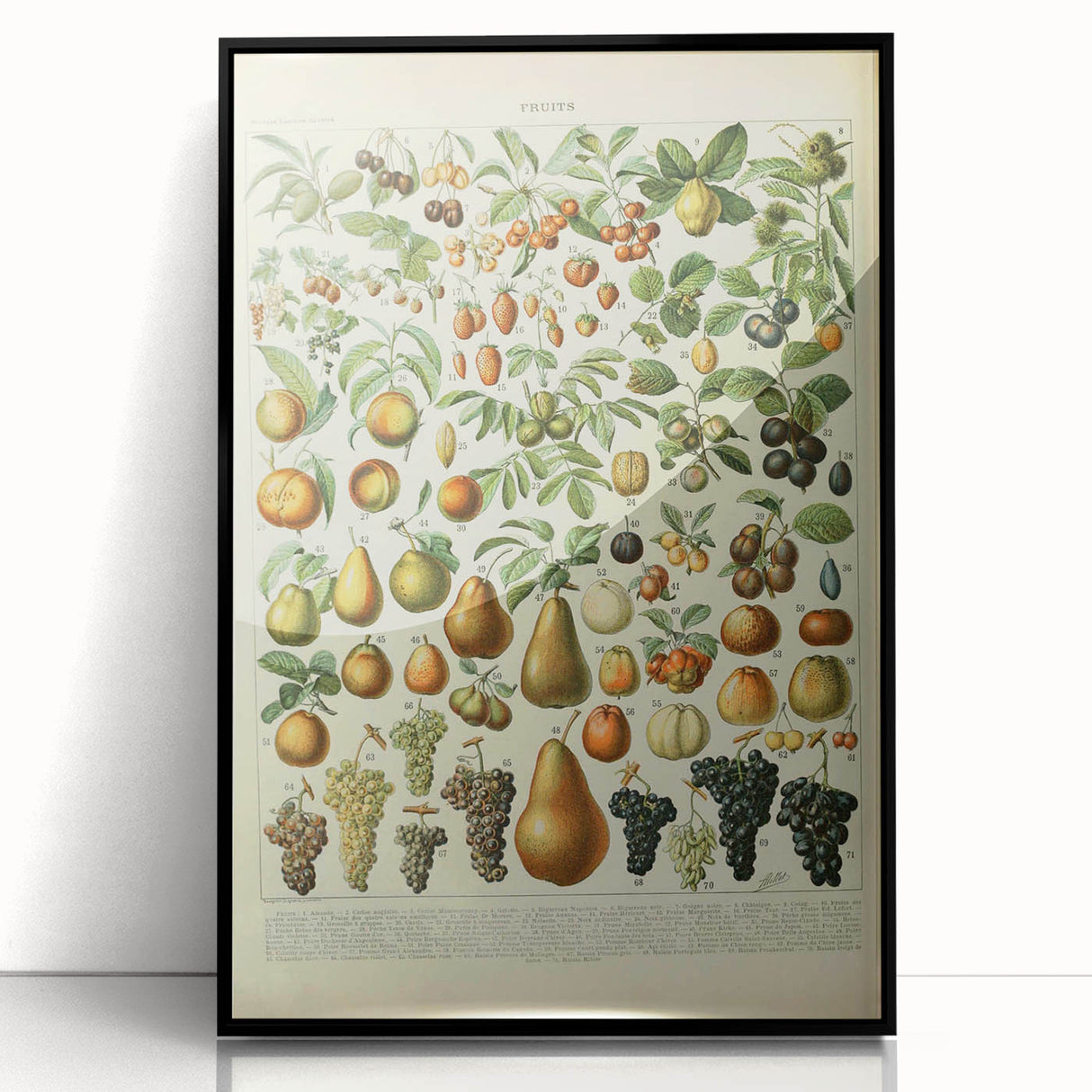 Vintage Botanical Art Prints: Elegant Fruit Illustration Wall Art