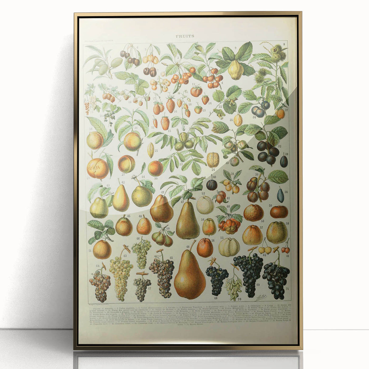 Vintage Botanical Art Prints: Elegant Fruit Illustration Wall Art