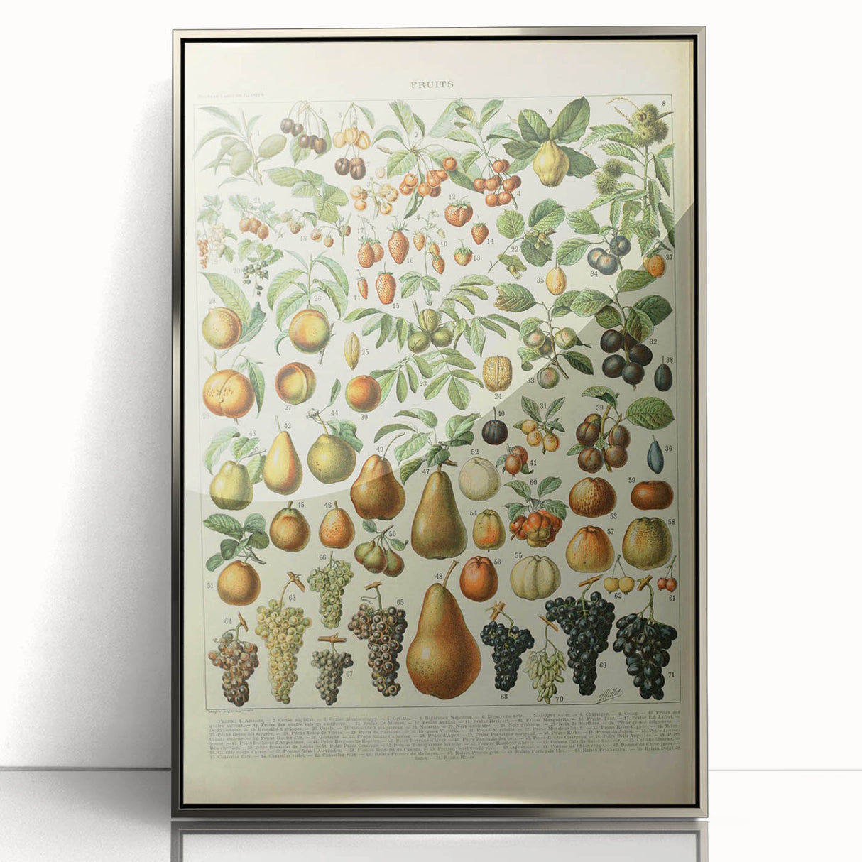 Vintage Botanical Art Prints: Elegant Fruit Illustration Wall Art