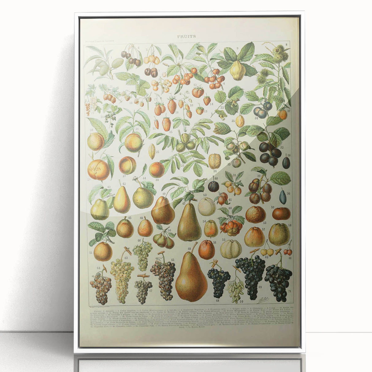 Vintage Botanical Art Prints: Elegant Fruit Illustration Wall Art