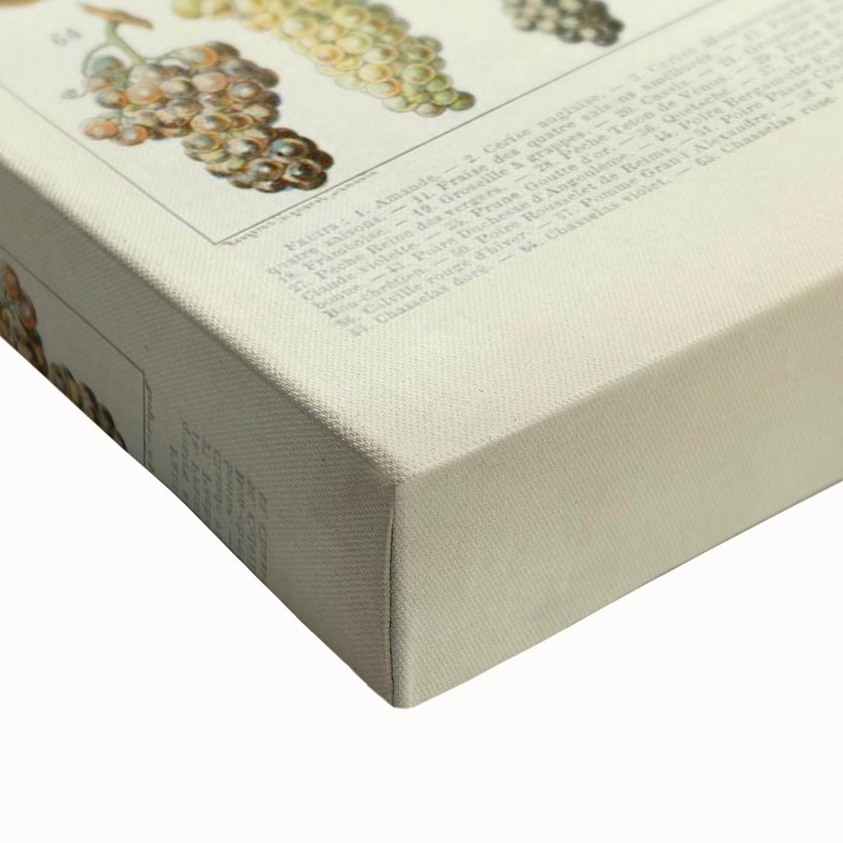 Vintage Botanical Art Prints: Elegant Fruit Illustration Wall Art