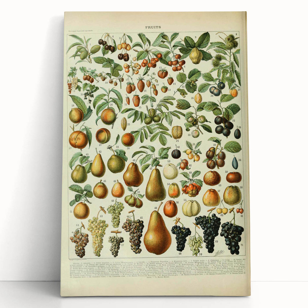 Vintage Botanical Art Prints: Elegant Fruit Illustration Wall Art