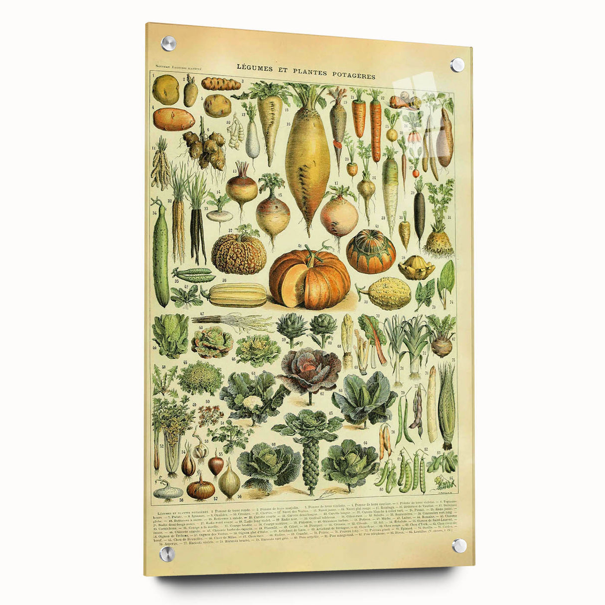 Vintage Botanical Art Prints: Detailed Vegetable Illustration Wall Art