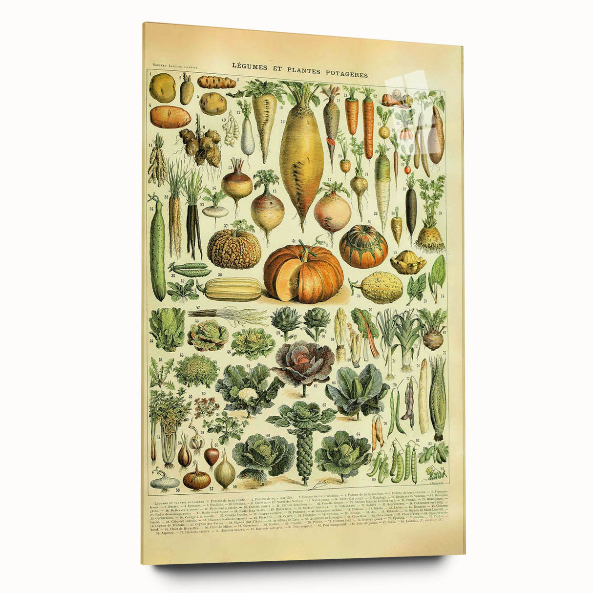 Vintage Botanical Art Prints: Detailed Vegetable Illustration Wall Art