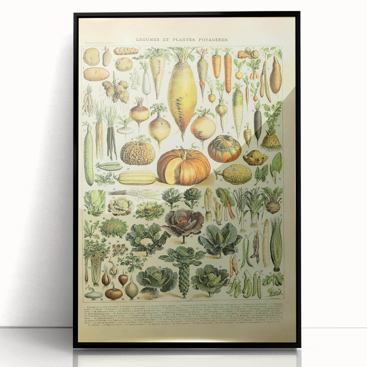 Vintage Botanical Art Prints: Detailed Vegetable Illustration Wall Art