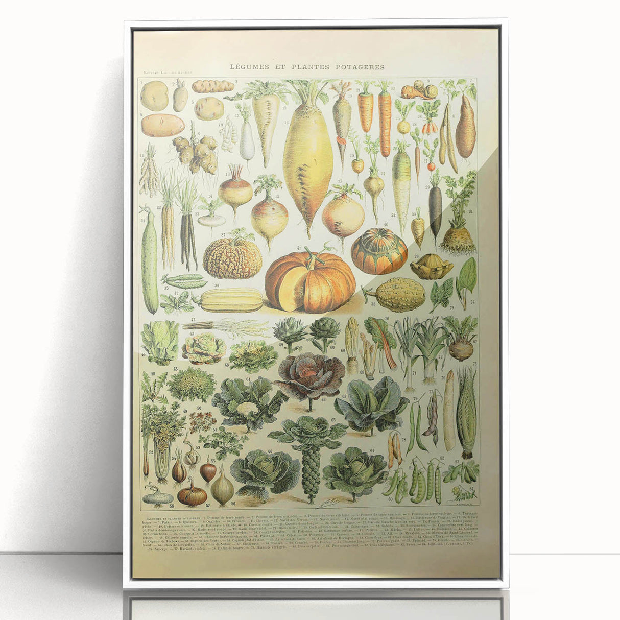 Vintage Botanical Art Prints: Detailed Vegetable Illustration Wall Art