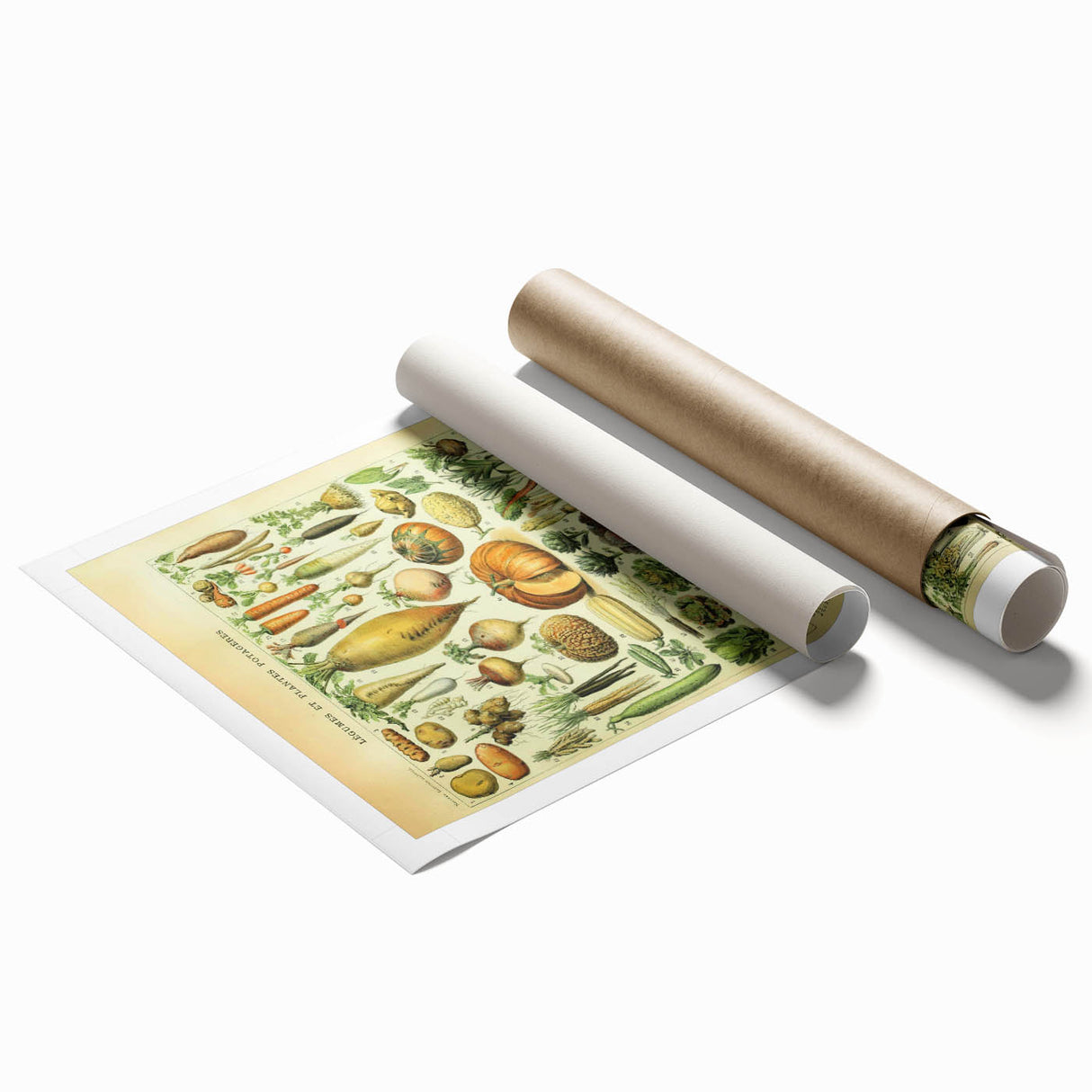 Vintage Botanical Art Prints: Detailed Vegetable Illustration Wall Art