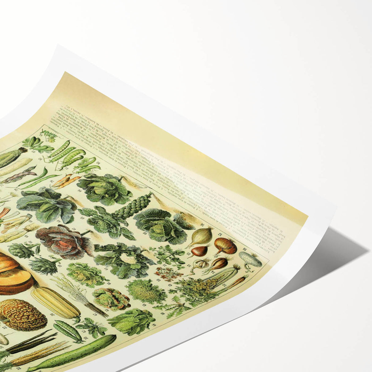 Vintage Botanical Art Prints: Detailed Vegetable Illustration Wall Art