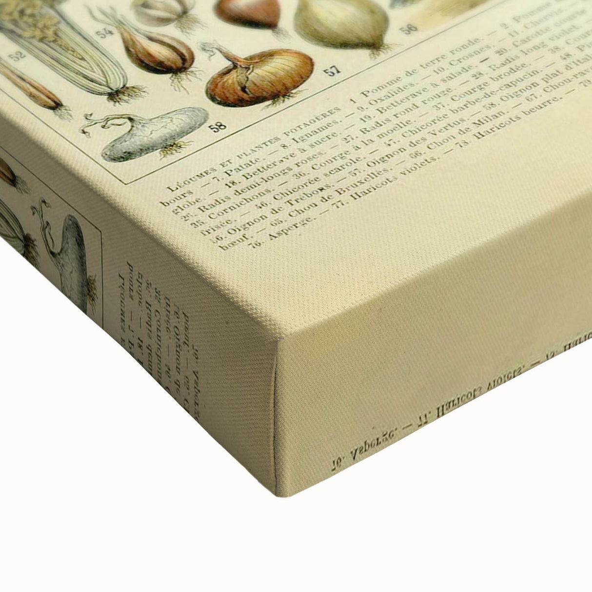 Vintage Botanical Art Prints: Detailed Vegetable Illustration Wall Art