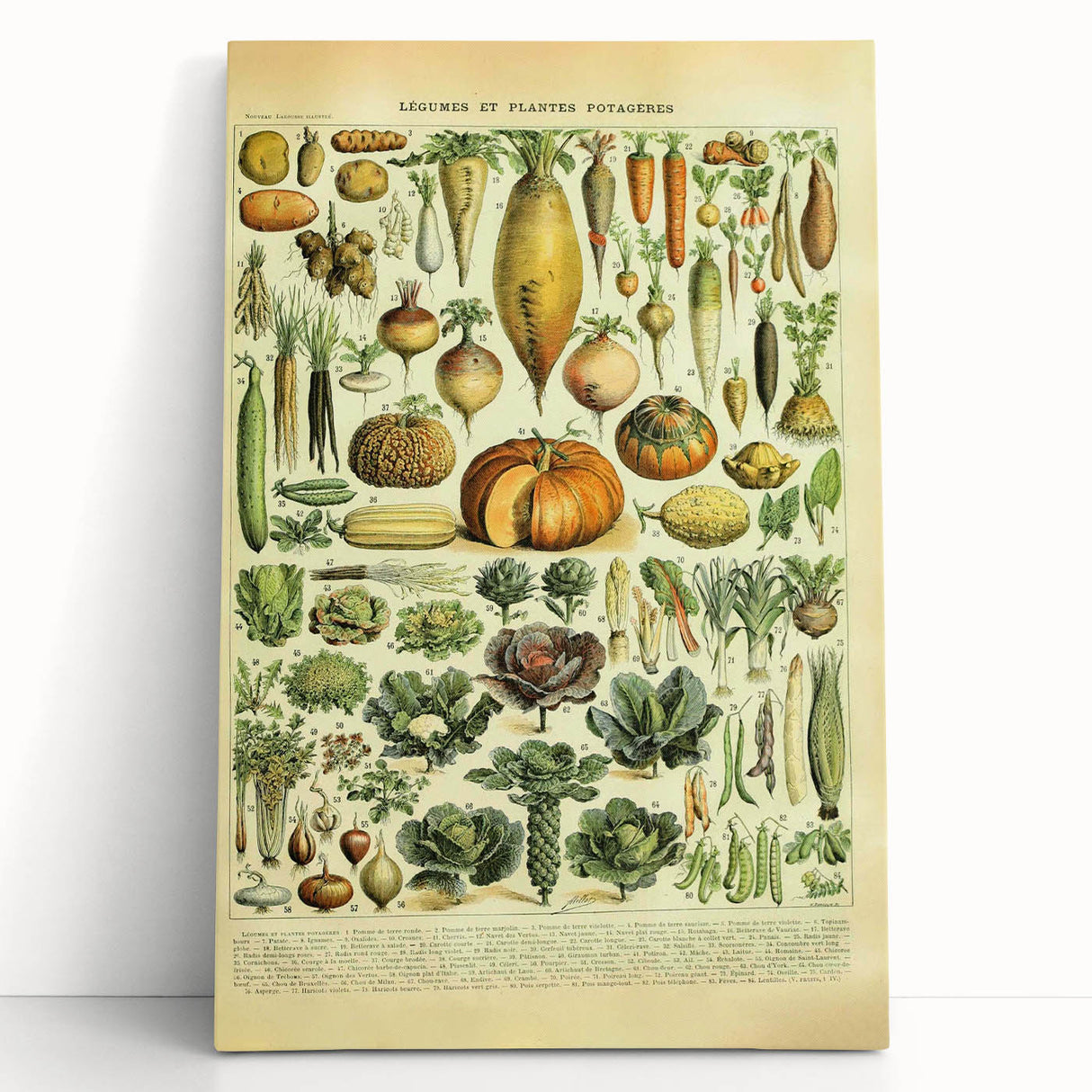 Vintage Botanical Art Prints: Detailed Vegetable Illustration Wall Art