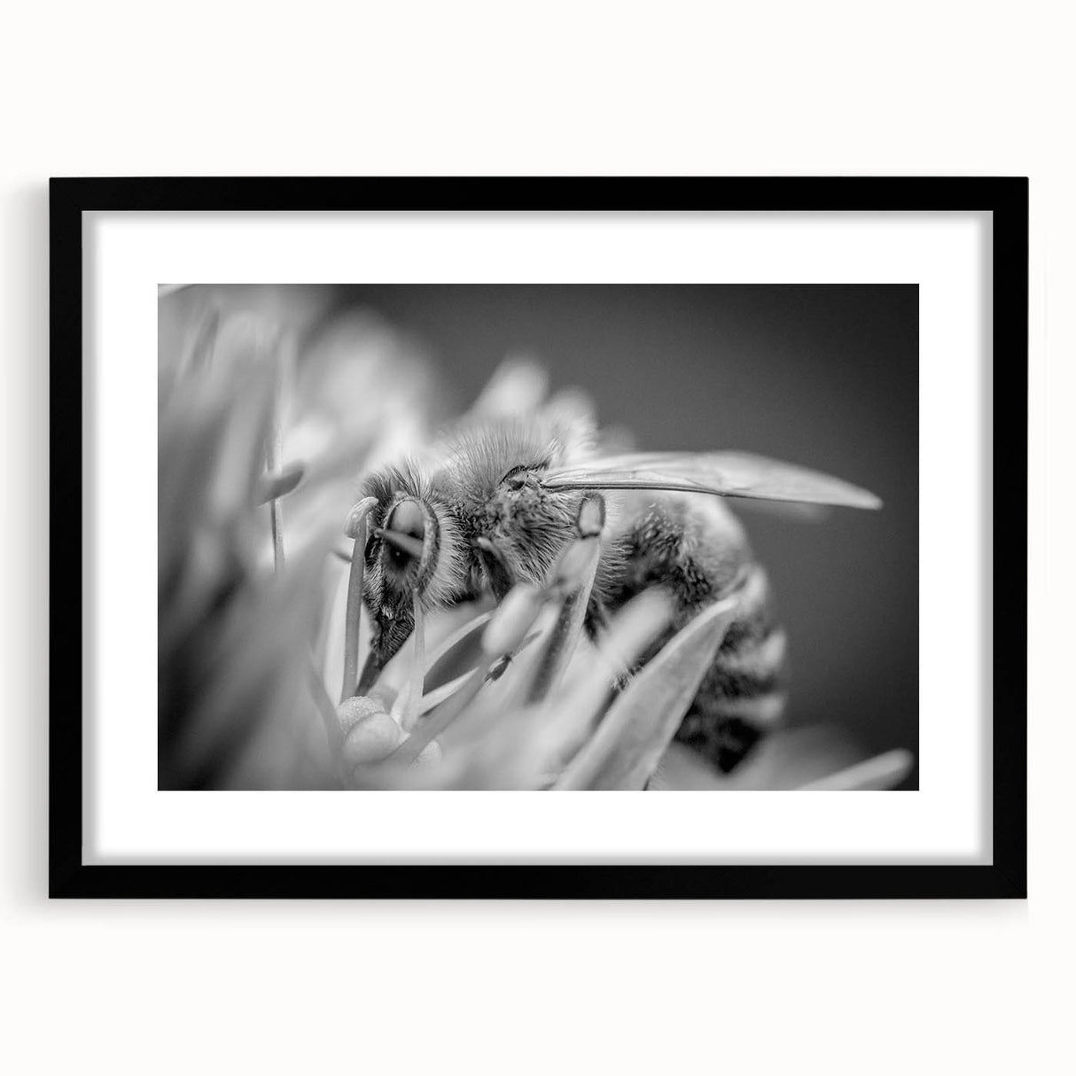 Framed wall art featuring a detailed design of various insects and arachnids, set against a black mat, ideal for nature lovers and home decor enthusiasts.