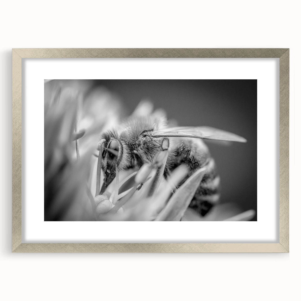 Framed wall art featuring a detailed insect and arachnid bee design in a silver frame with matting, perfect for nature enthusiasts and home decor.
