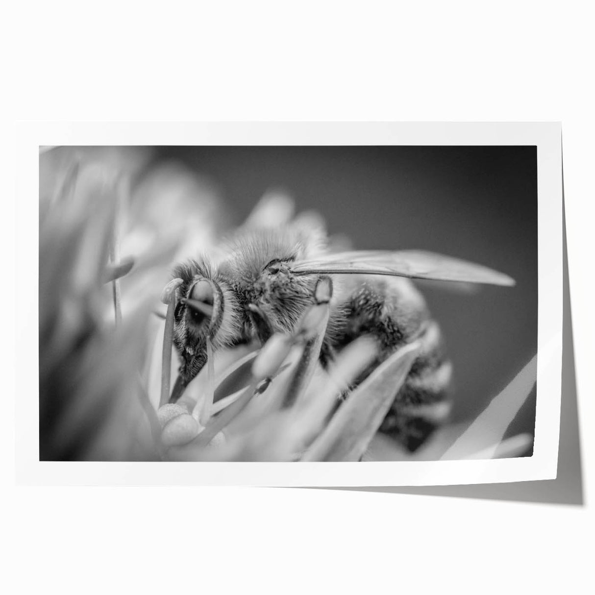 Colorful wall art print showcasing a detailed illustration of various insects and arachnids, ideal for nature lovers, displayed in a rolled format for easy framing.