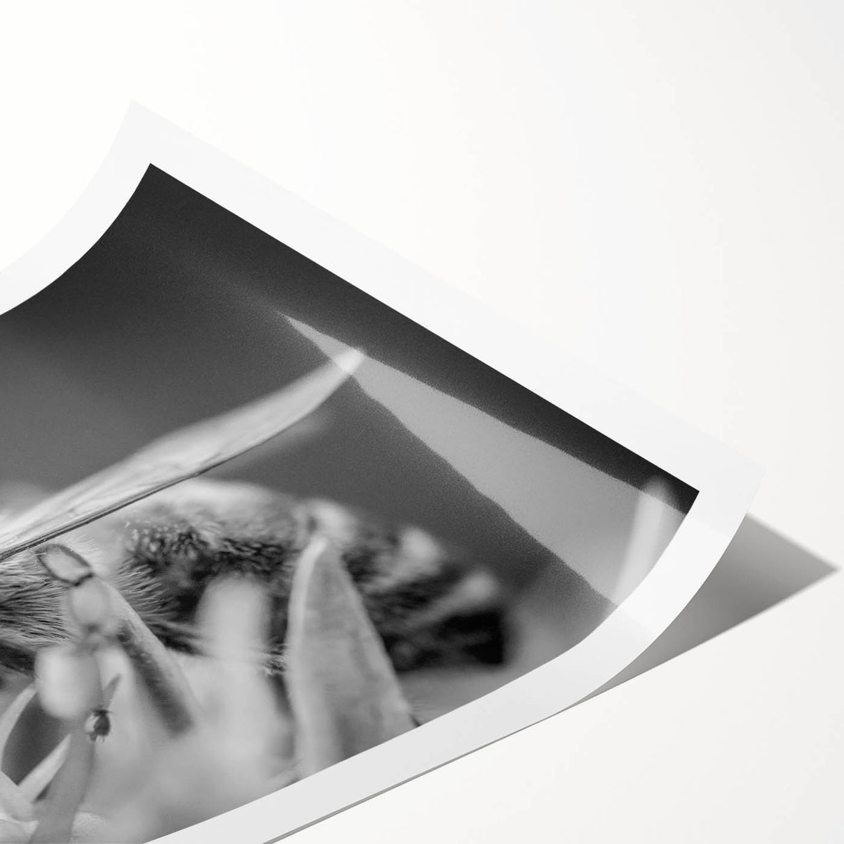 Colorful rolled print of a bee and insect design, showcasing detailed illustrations of various bees against a vibrant background, ideal for nature-themed decor.