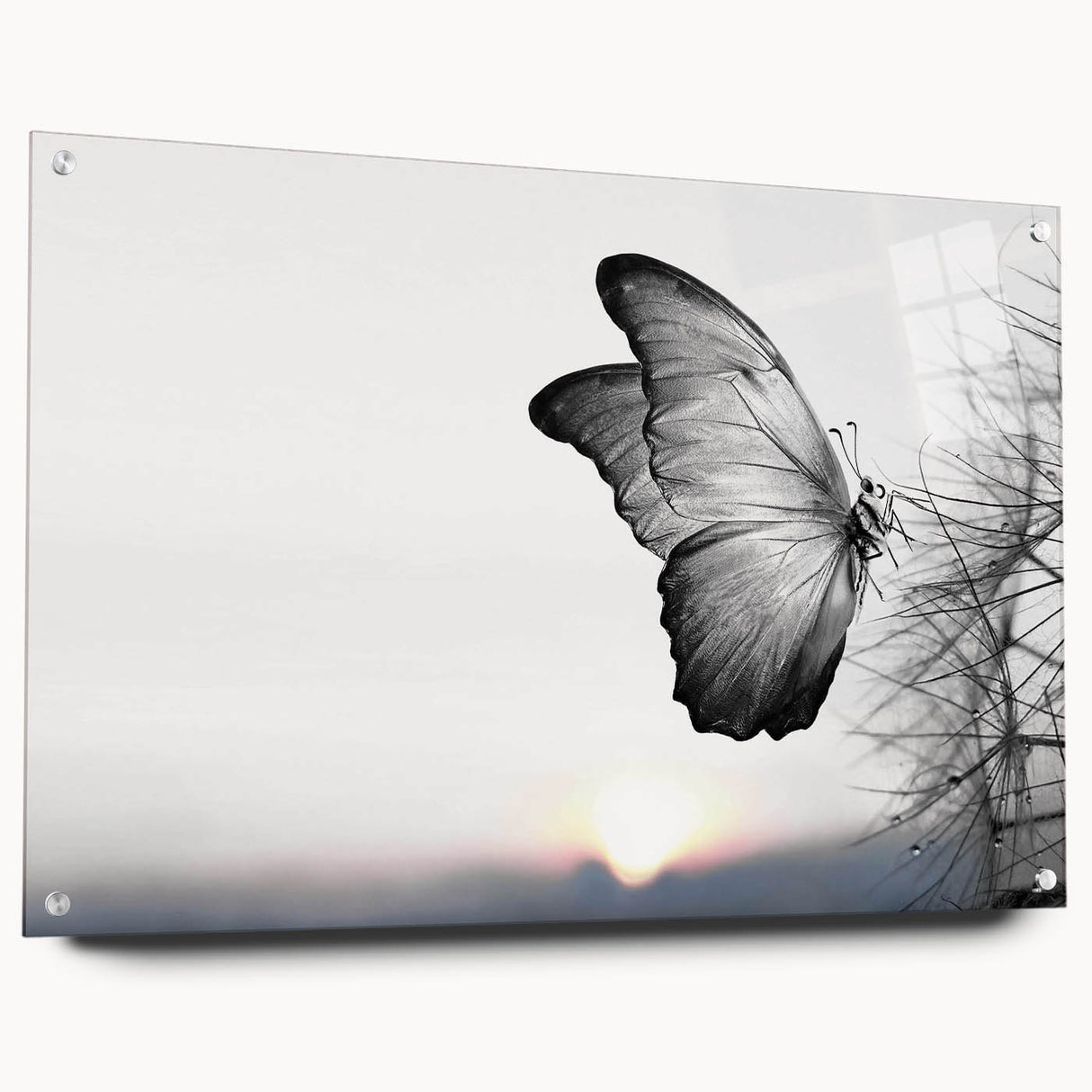 Colorful butterfly and arachnid wall art collection displayed in acrylic glass, showcasing intricate designs and vibrant details, ideal for home decor enthusiasts.