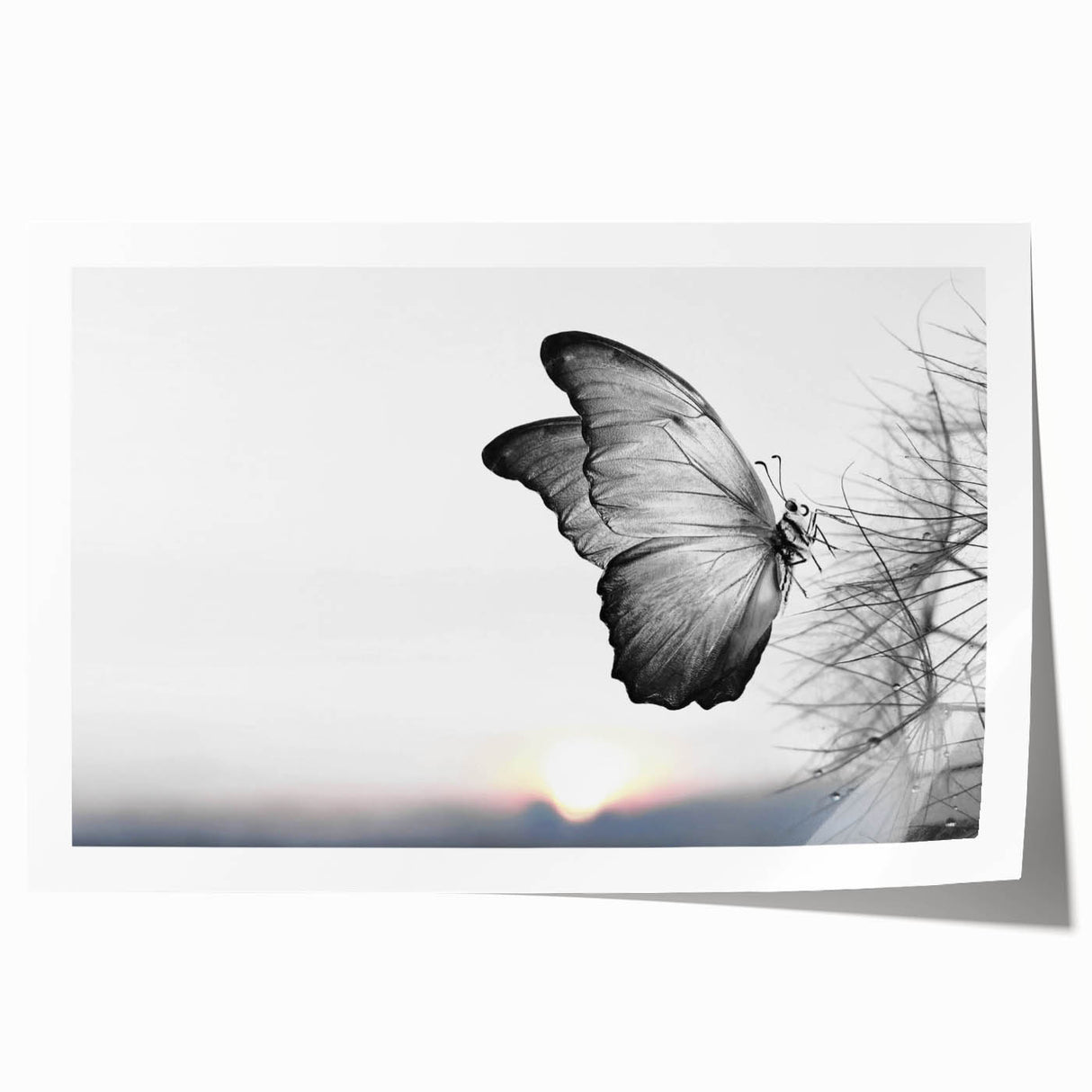 Colorful butterfly and arachnid wall art design rolled print showcasing intricate details and vibrant hues, ideal for nature-themed decor and educational purposes.