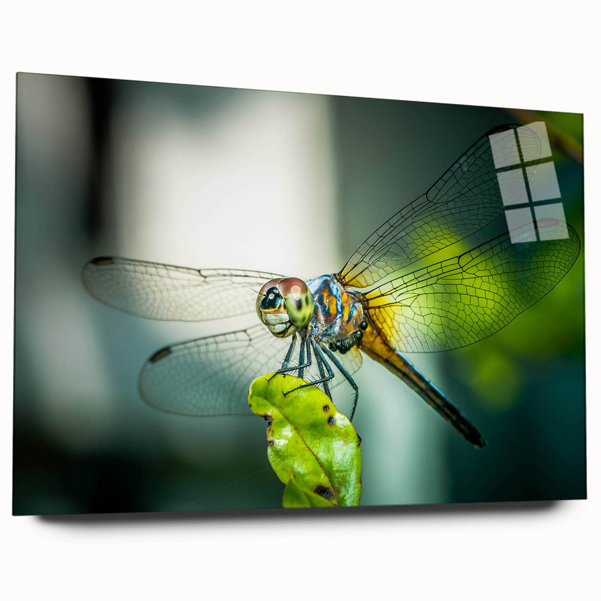 Acrylic glass wall art showcasing an intricate dragonfly design from the insect and arachnid collection, highlighting vibrant colors and detailed craftsmanship. Perfect for nature-themed decor.