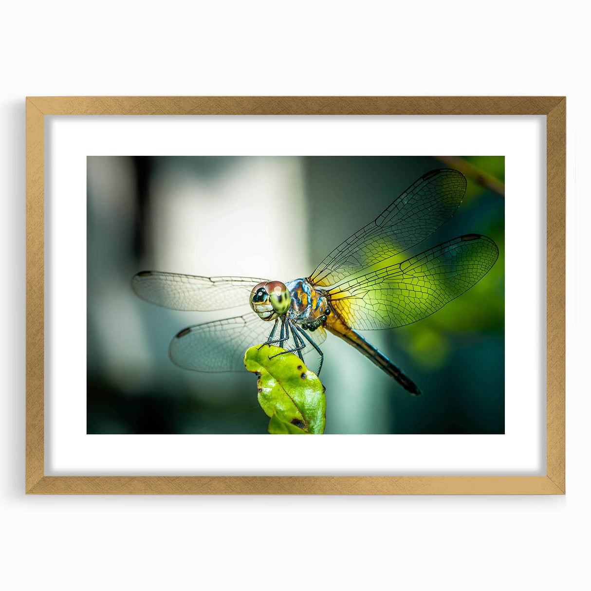 Framed wall art showcasing an intricate dragonfly design, featuring a gold frame with matting, ideal for adding elegance to home decor.