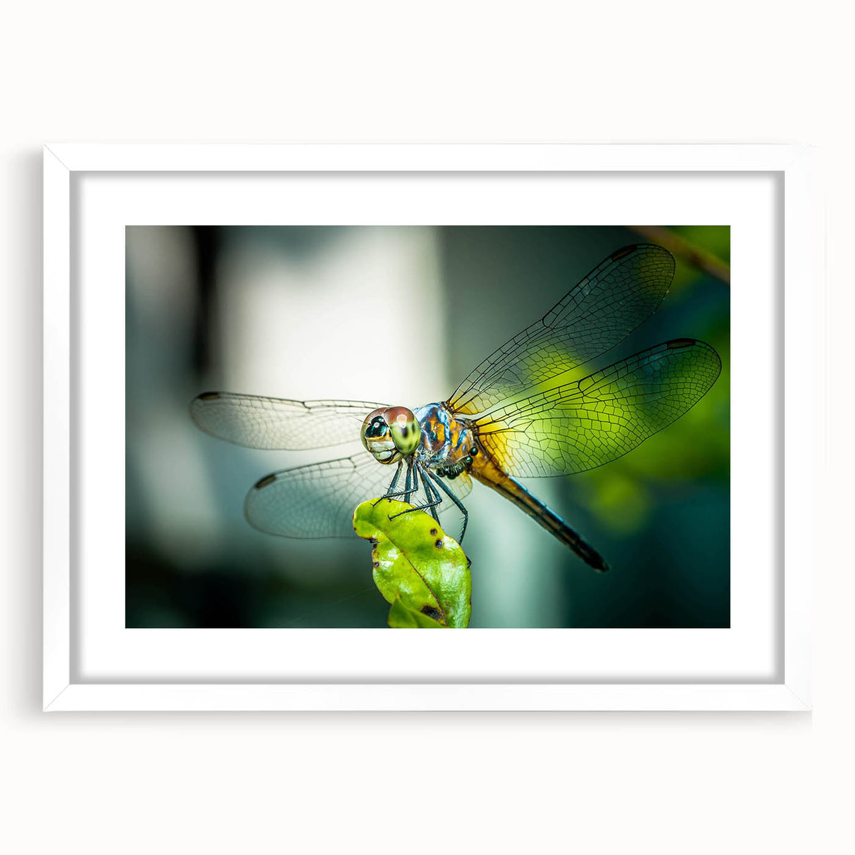 Framed wall art showcasing a detailed dragonfly design with a white mat, ideal for nature-themed decor, enhancing any room's aesthetic with its vibrant colors.