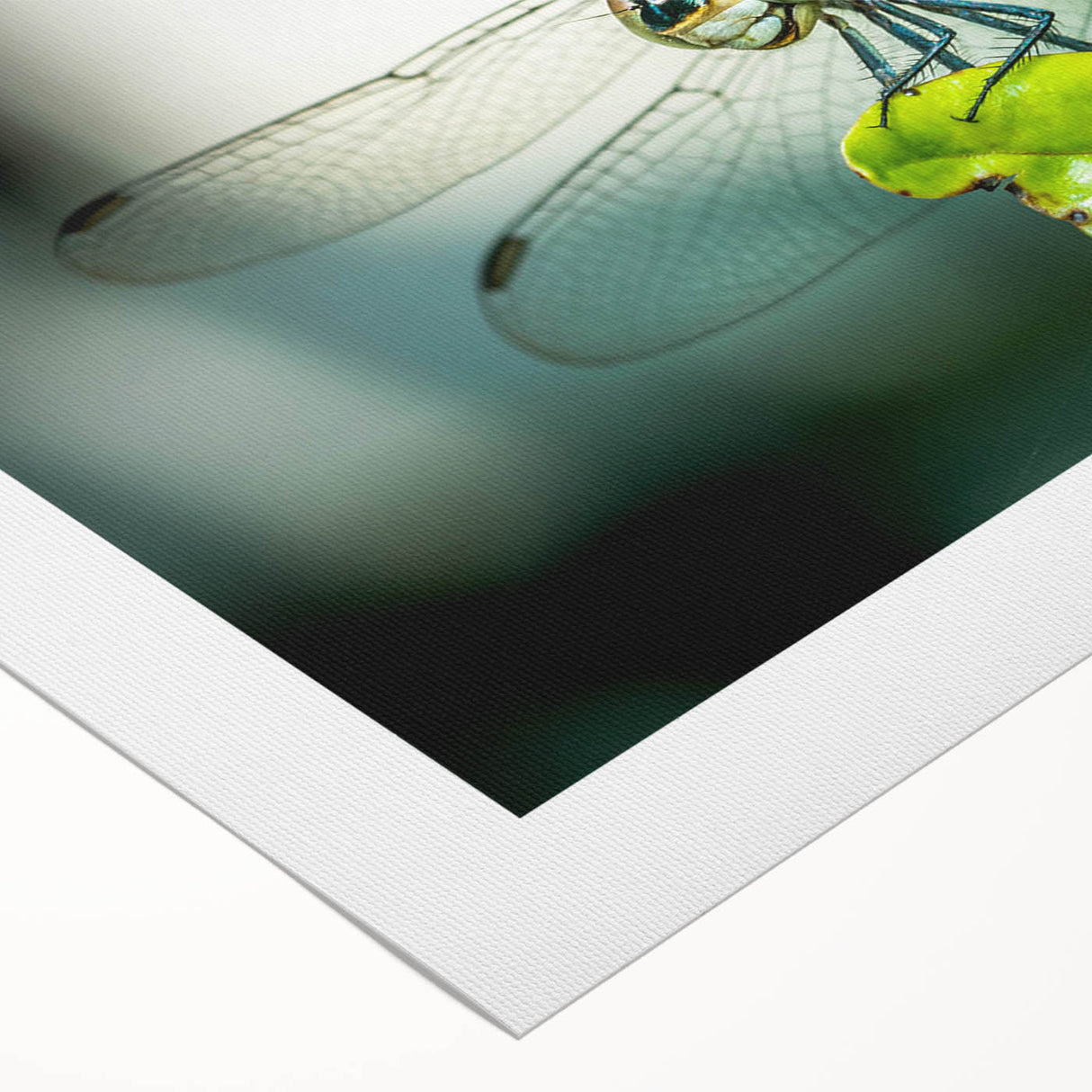 Dragonfly design wall art on rolled canvas, showcasing intricate insect and arachnid patterns in vibrant colors, perfect for nature-inspired decor.