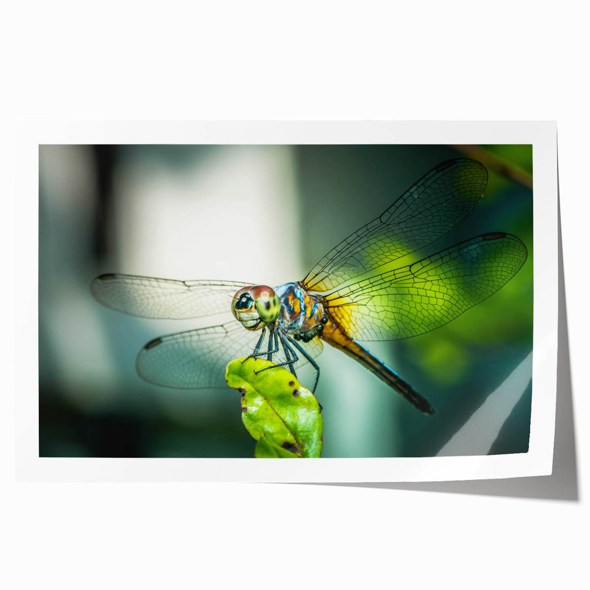 Vibrant dragonfly wall art print showcasing intricate insect and arachnid designs in vivid colors, rolled for easy display and shipping, perfect for nature lovers.