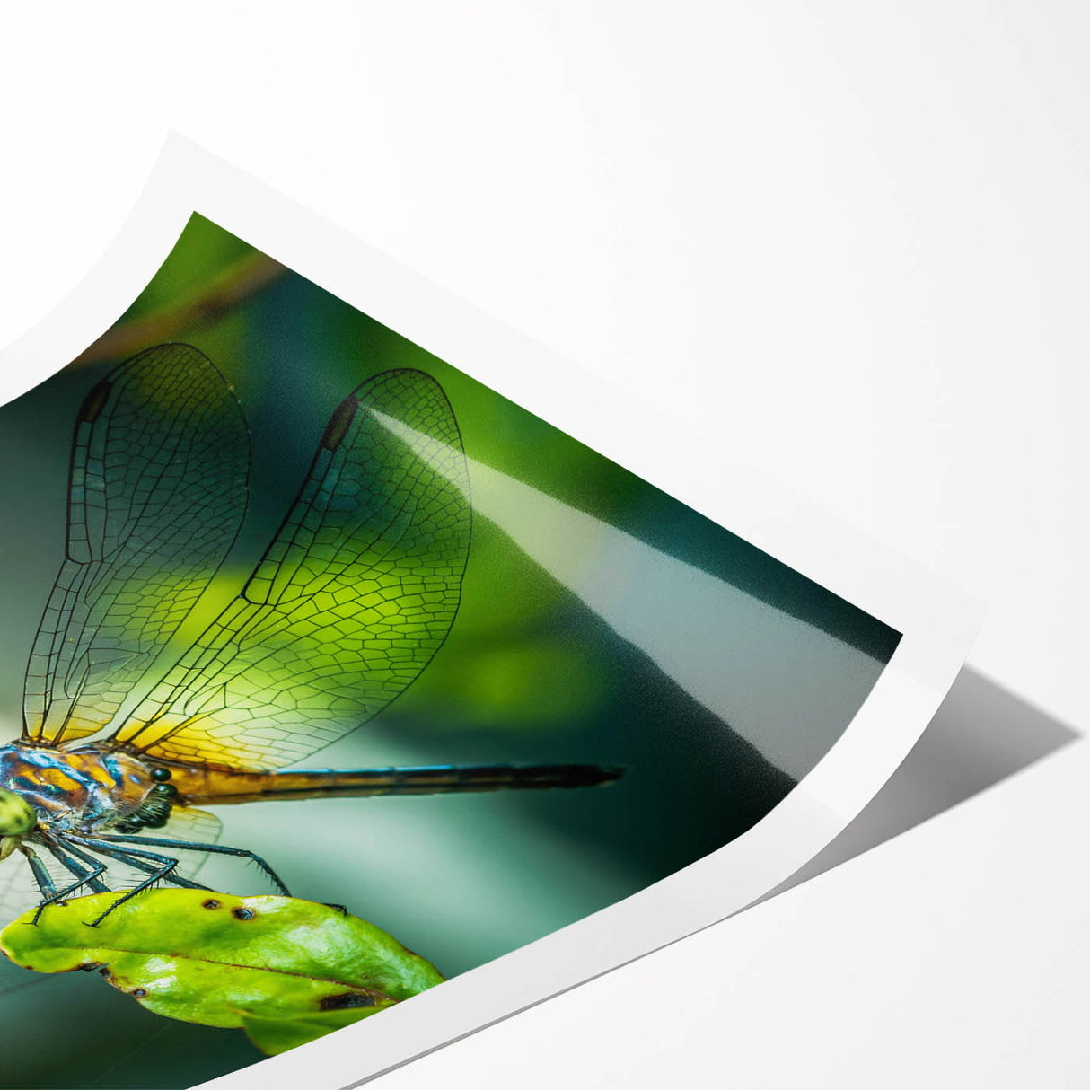 Colorful wall art print featuring a detailed dragonfly design surrounded by intricate patterns, ideal for insect lovers and nature-themed decor, rolled for easy display.