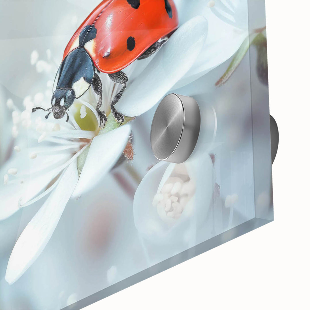 Close-up of a vibrant acrylic glass wall art piece featuring a detailed ladybug design, showcasing intricate patterns and vivid colors, perfect for nature lovers.