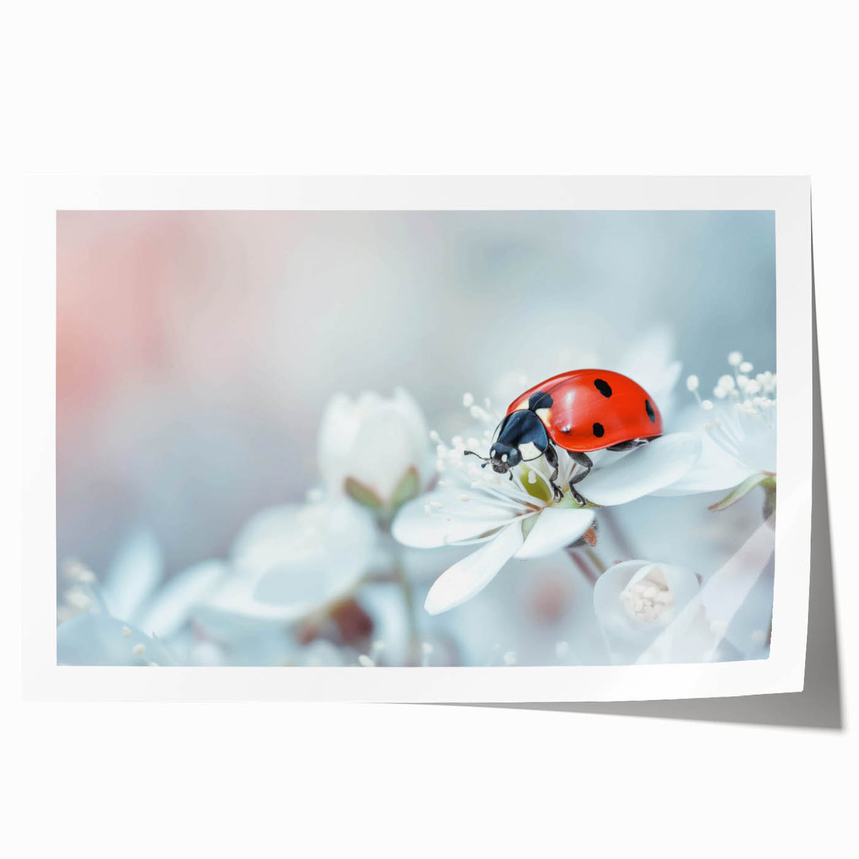 Vibrant rolled wall art print featuring a colorful ladybug design, showcasing intricate details and bold colors, ideal for nature-themed decor and insect enthusiasts.